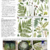 Load image into Gallery viewer, IOD Designs Transfer - Fronds Botanical  12&quot; x 16&quot; pad

